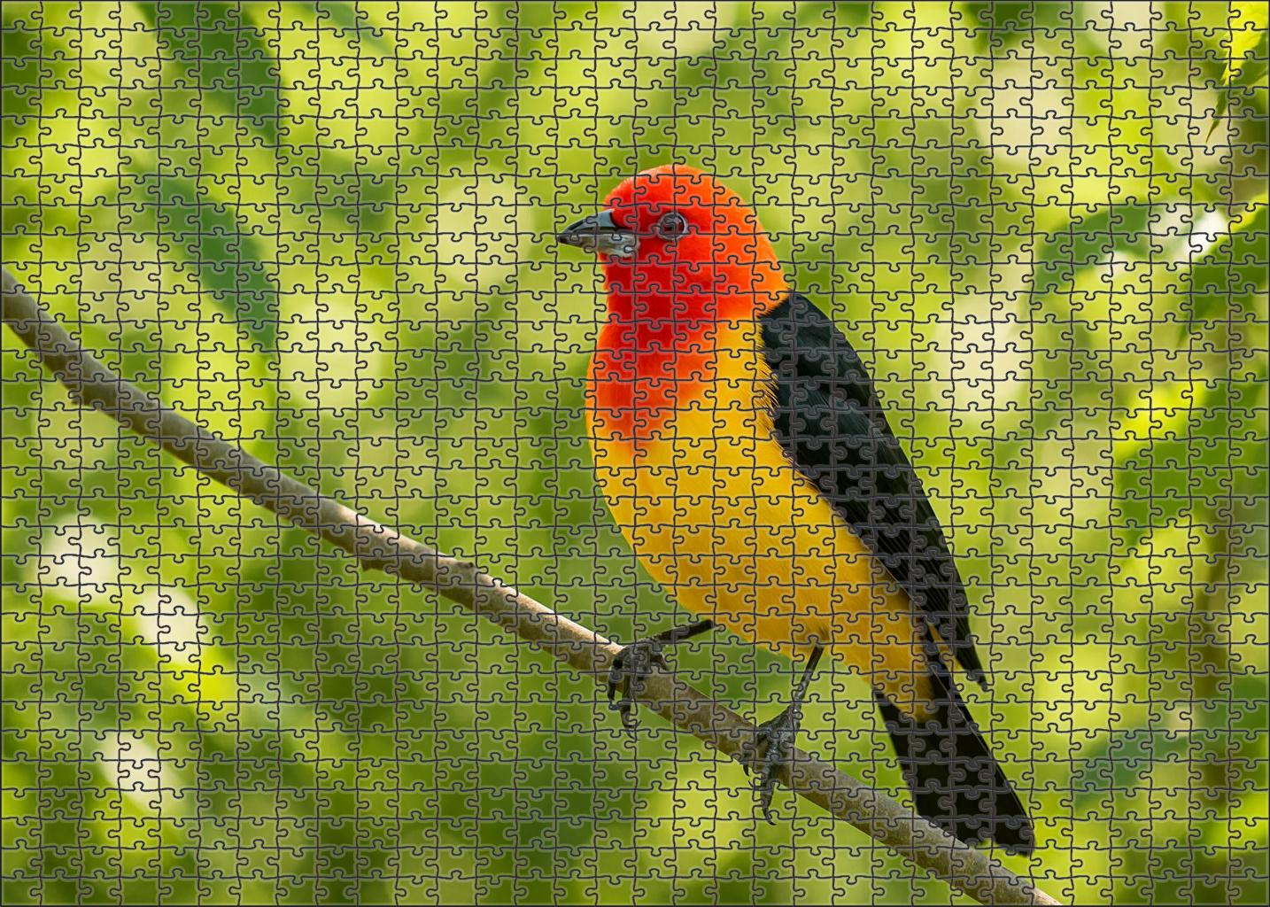 Western Tanager Vibrant Songbird Of Open Woodlands 300 Piece Puzzle