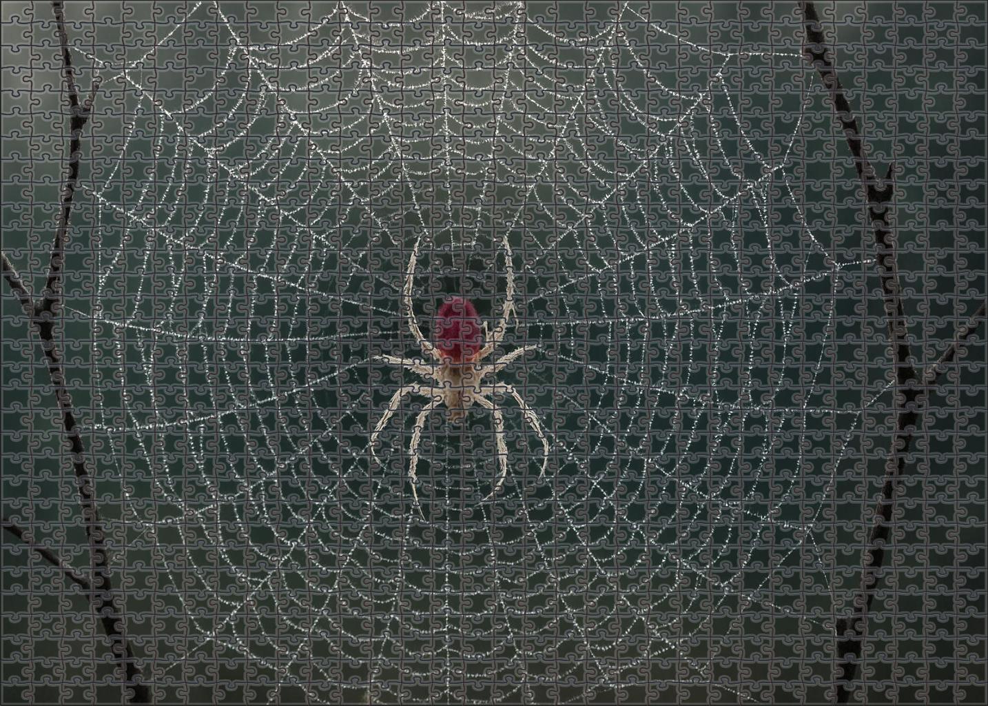 Crimson Veil Spider Web Architect With Translucent Red Markings And Precision Hunting Tactics Puzzle Collection