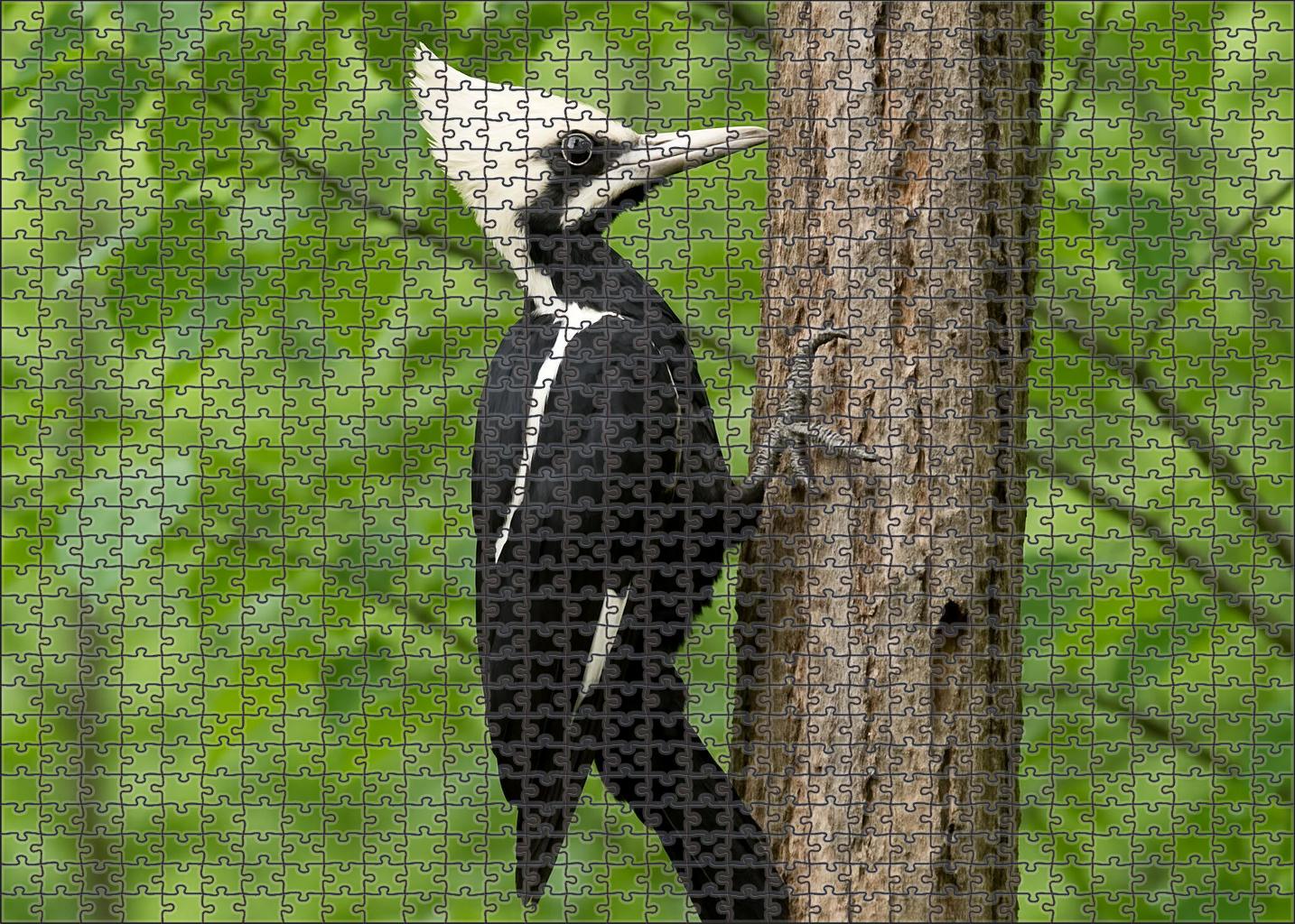Ivory-billed Woodpecker The Rare Canopy Drummer Unique Puzzle Design