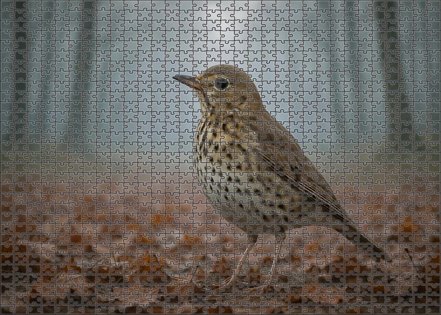Dusky Thrush Winter Song Specialist Challenging Puzzles