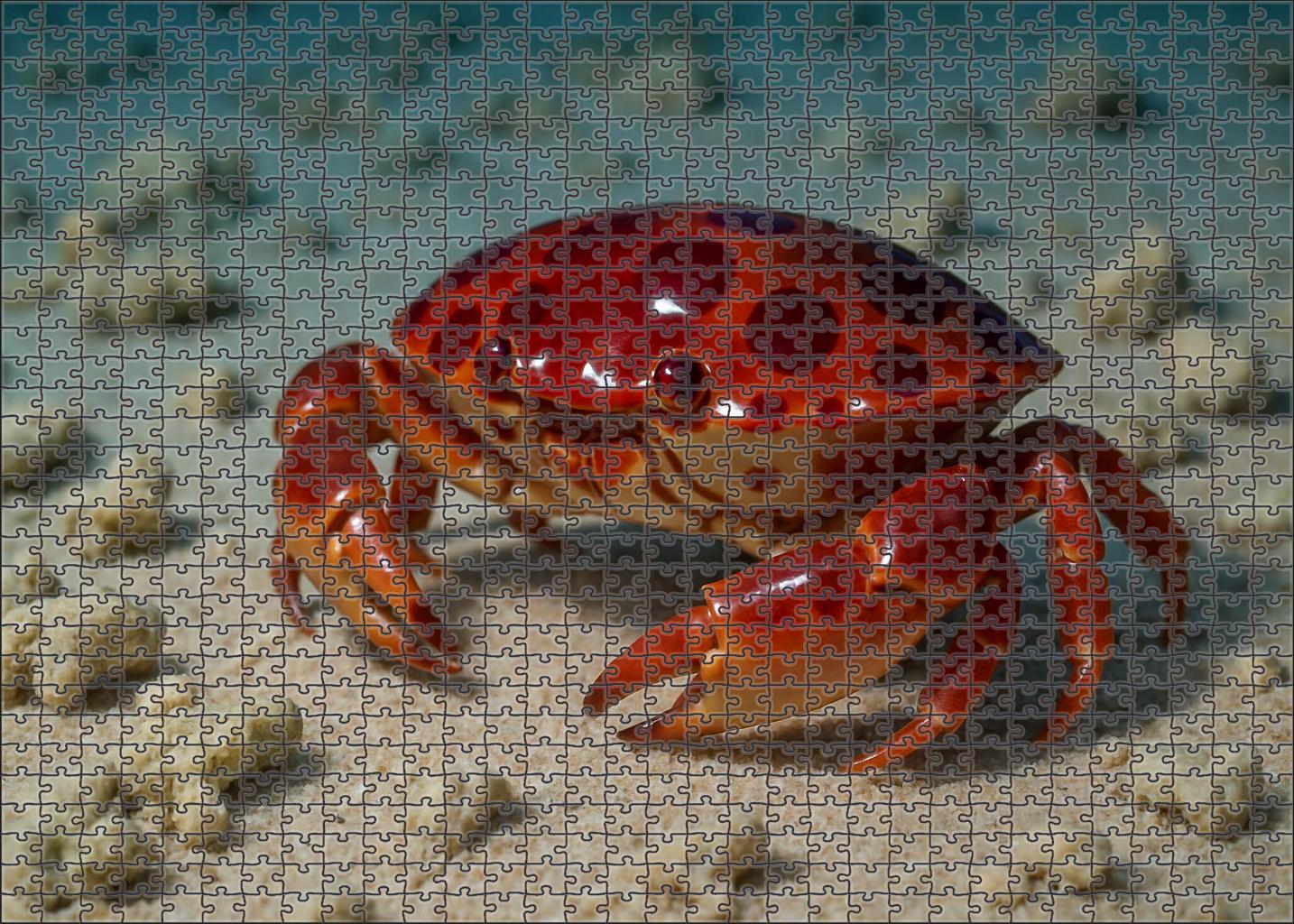 Ruby-spotted Coral Crab Small Armored Scavenger With Bright Markings Easy Puzzles