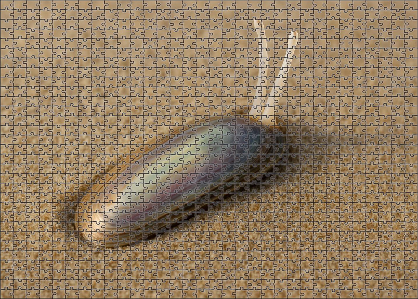 Celestial Razorclam Bivalve With Iridescent Shell And Rapid Burrowing 200 Piece Puzzle