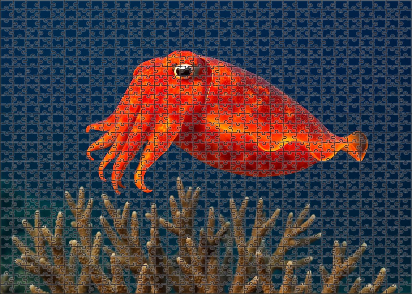 Sunset Glow Cuttlefish Master Of Color And Movement 1000 Piece Puzzle