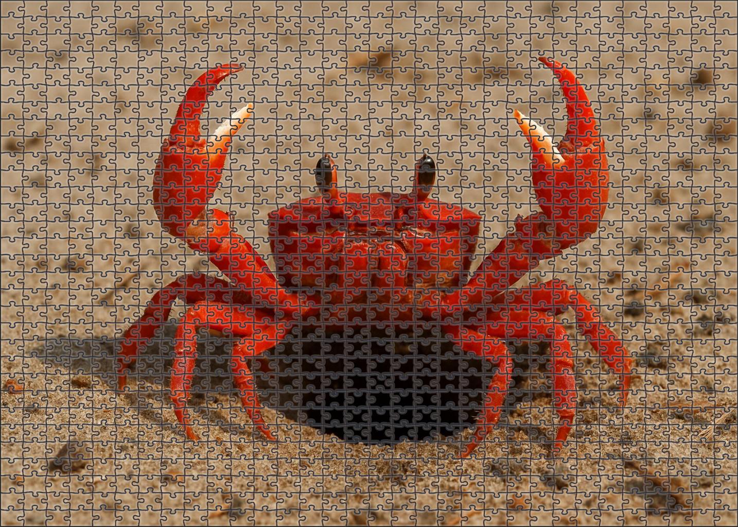 Vermilion Claw Crab Aggressive Burrower With Striking Scarlet Appendages 300 Piece Puzzle