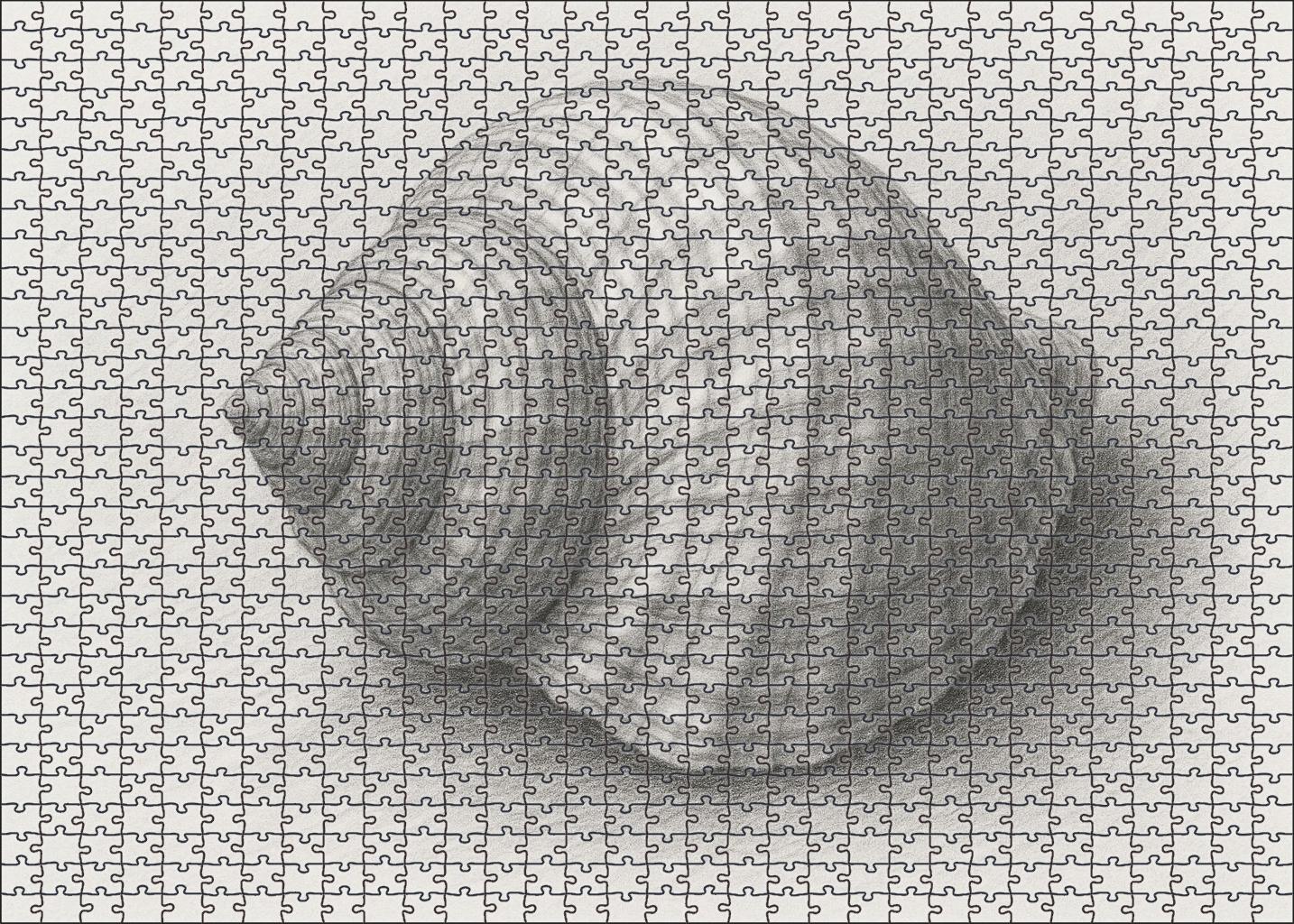 Intricate Shell Anatomy Detailed Graphite Scientific Study Puzzle Challenge