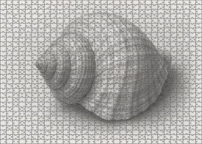 Intricate Shell Anatomy Detailed Graphite Scientific Study Puzzle Challenge