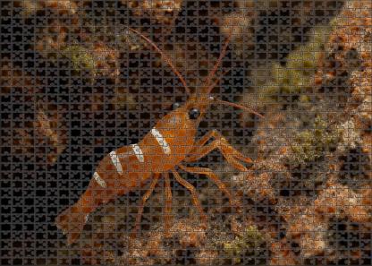 Amber Coral Shrimp Vibrant Algae Grazer With Curved Claws Puzzle Fun