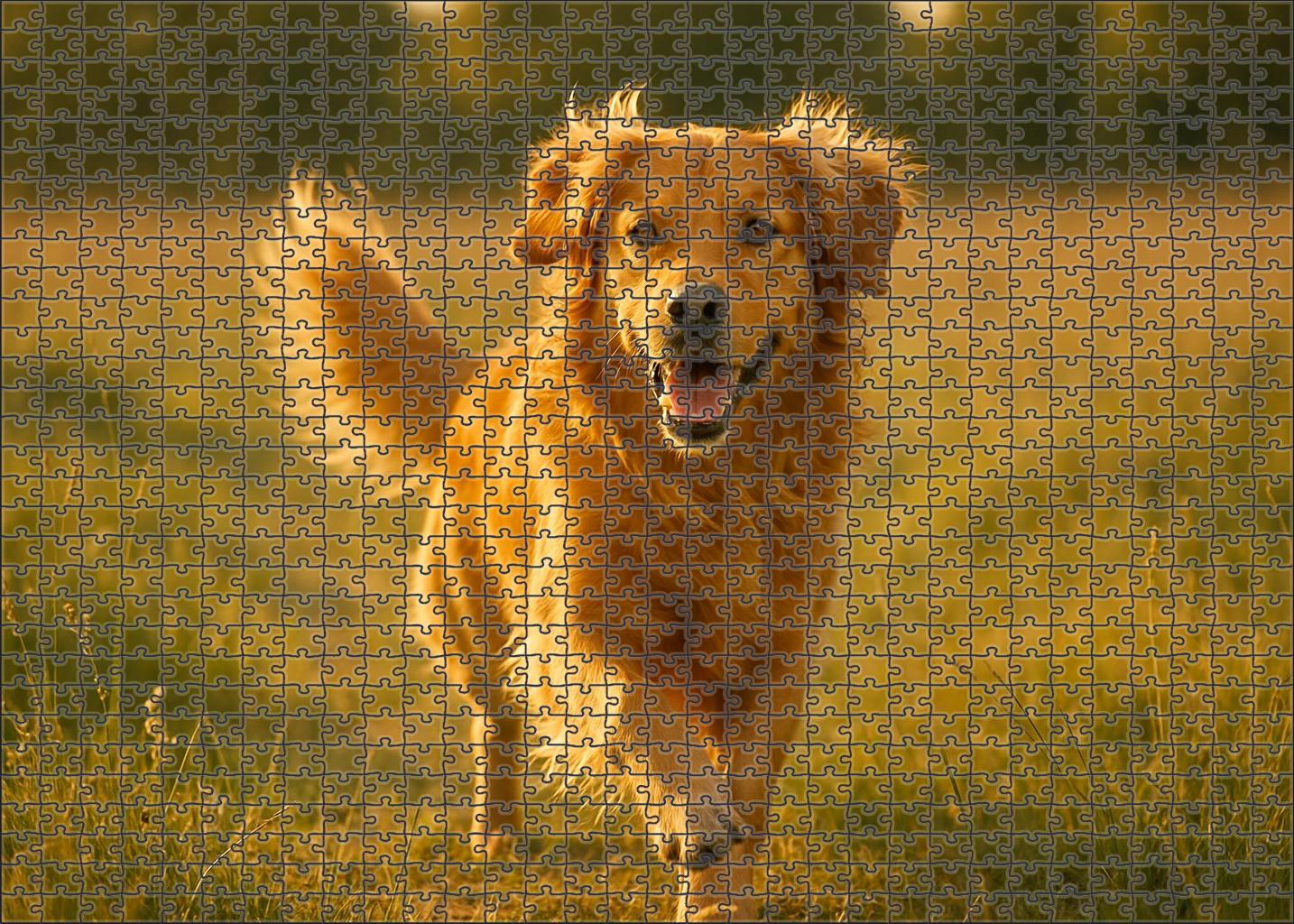 Golden Drift Puzzle Fun