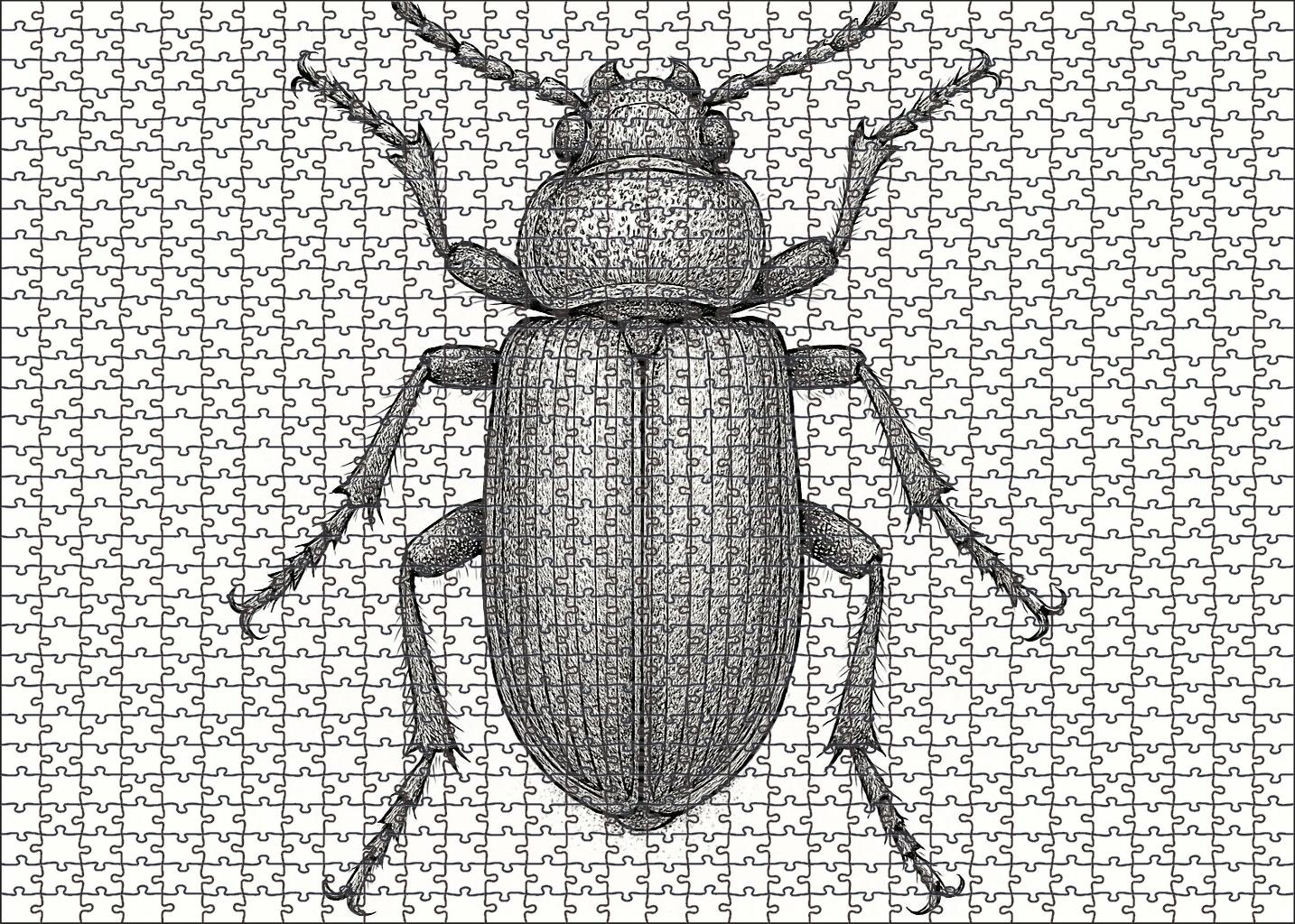 Intricate Insect Anatomy Detailed Pen Drawing Of Beetle Structure Family Puzzles