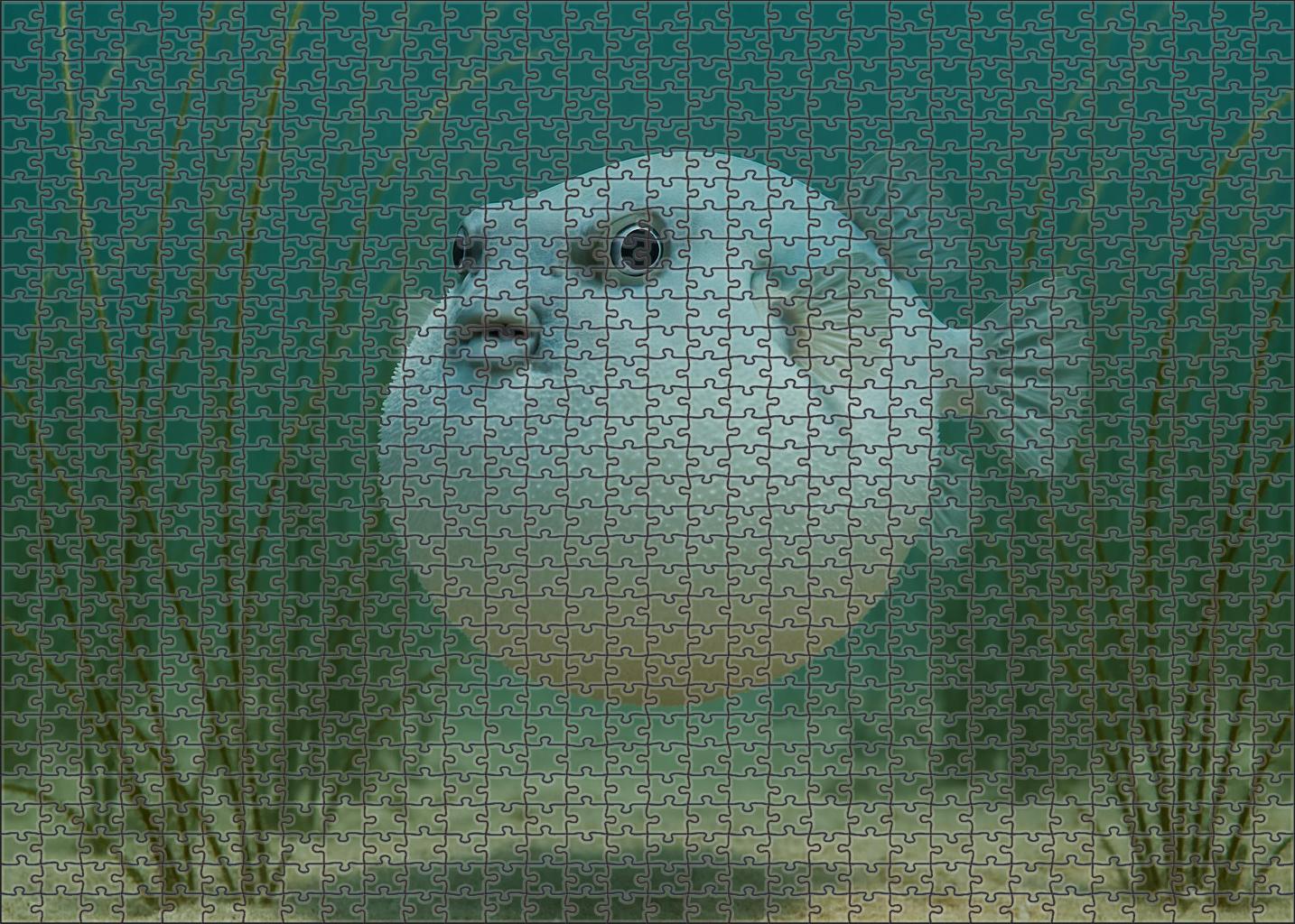 Glacier Puff Fish Rounded Puffer With Icy Tint 200 Piece Puzzle