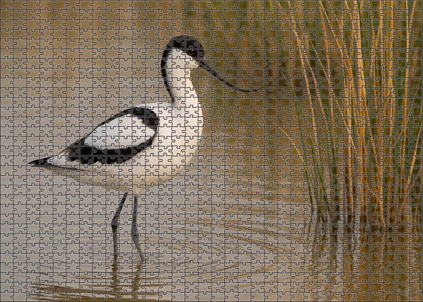 Pied Avocet Elegant Marsh Ballet Easy Puzzles
