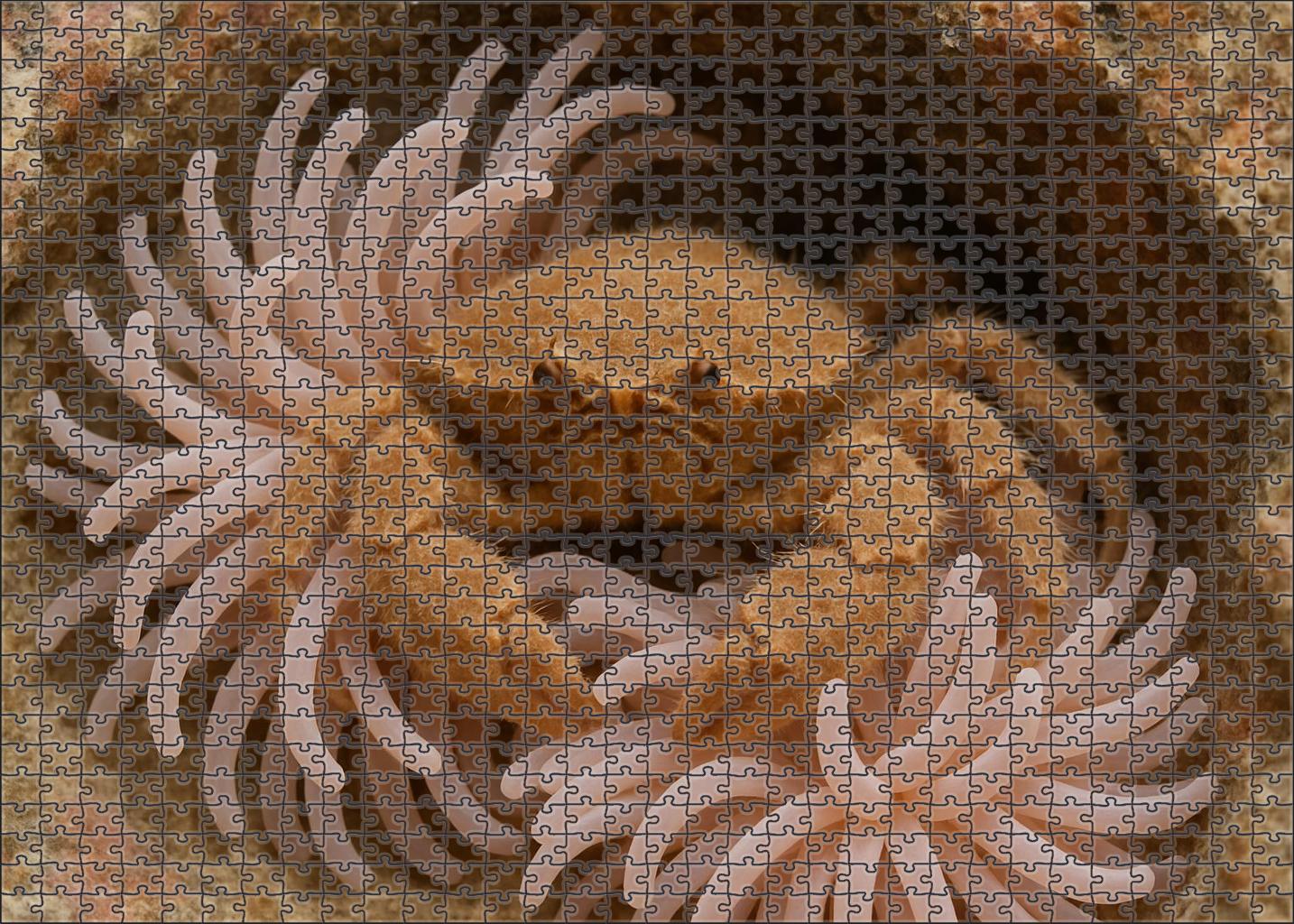 Velvet Spiny Anemone Crab Camouflaged Coral Dweller With Fine Tactile Appendages Puzzle Collection