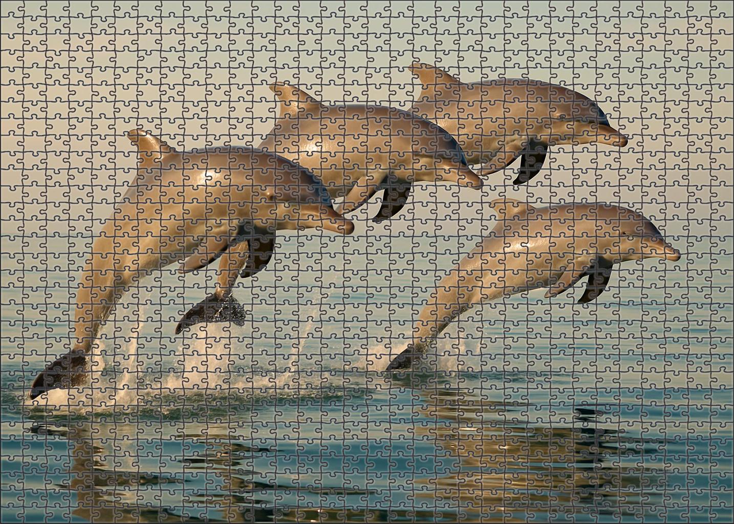 Dusky Reef Dolphin Agile Social Swimmer 1000 Piece Puzzle
