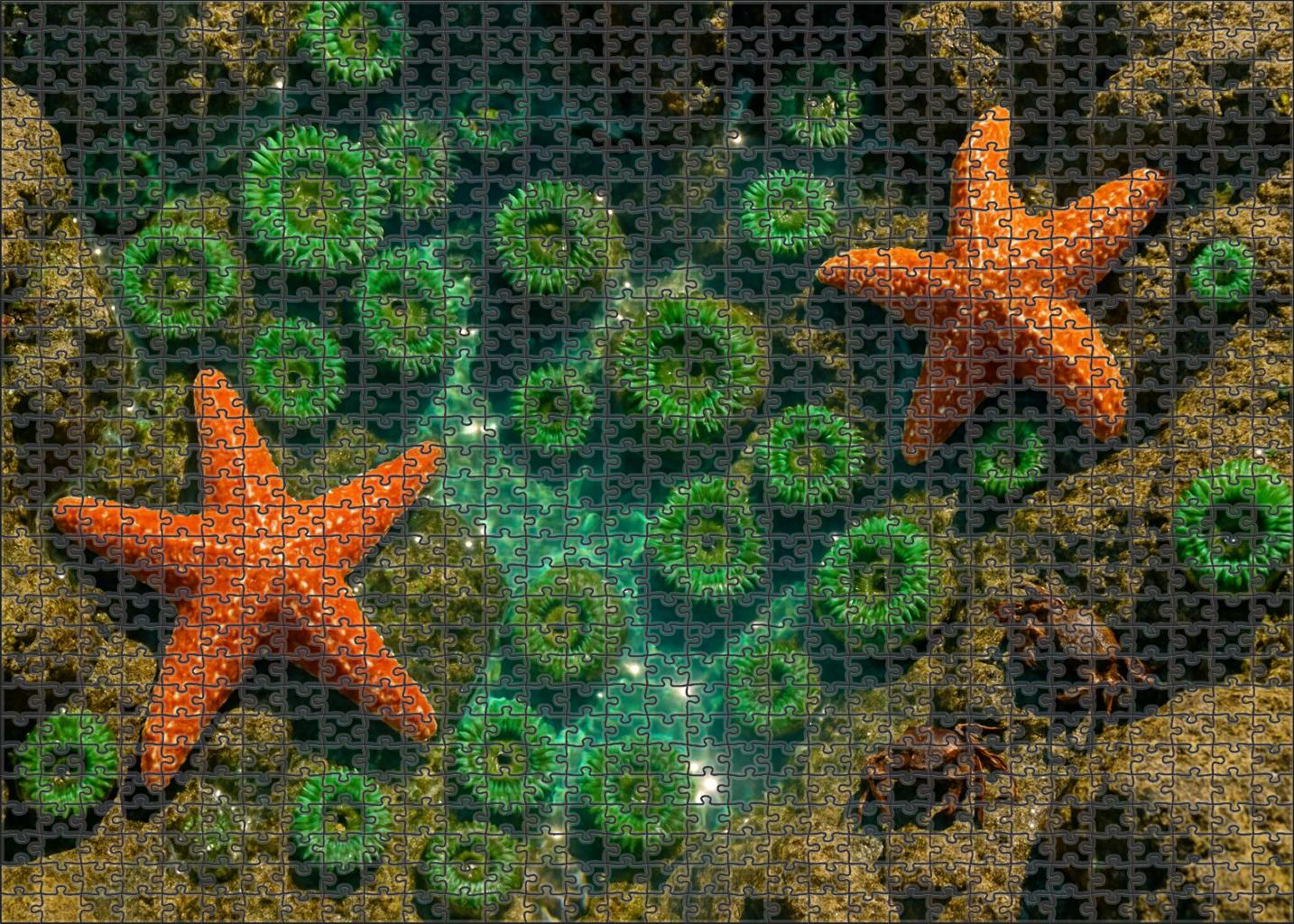 Ivory Tide Pools Custom Jigsaw Puzzle