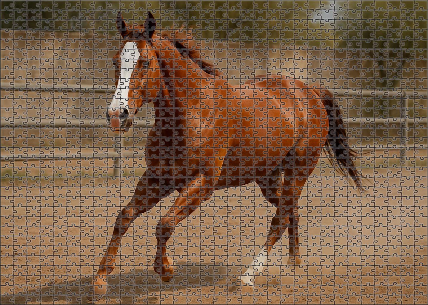 Chestnut Blaze Quarter Horse Athletic Mare With Powerful Hindquarters Large Format Puzzle