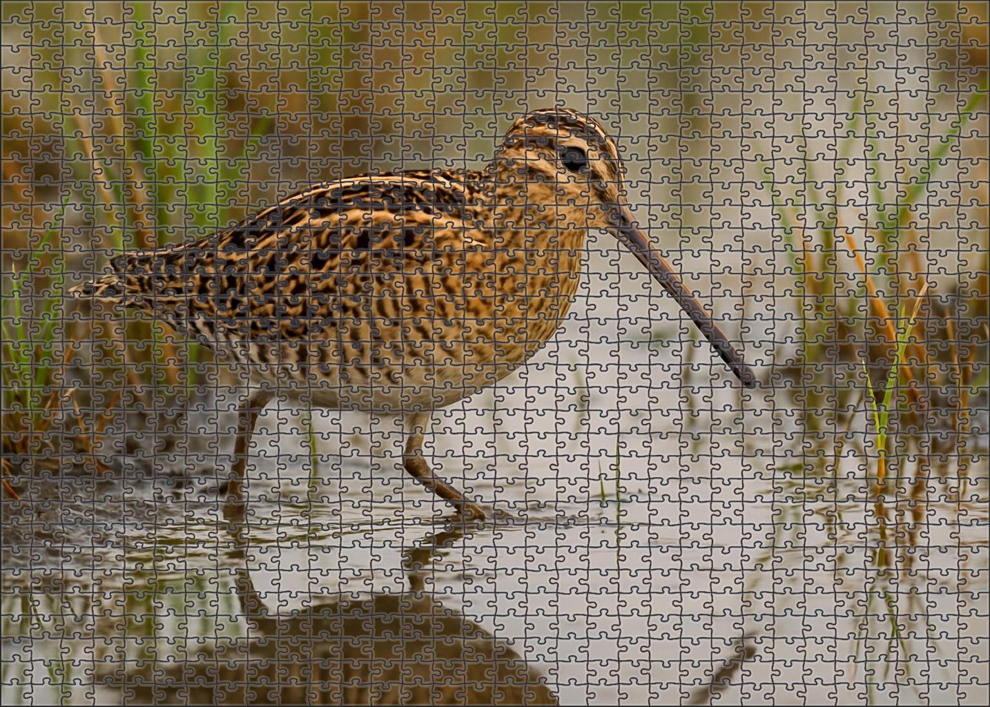 Greater Painted-snipe Marshland Cryptic Stalker Challenging Puzzles