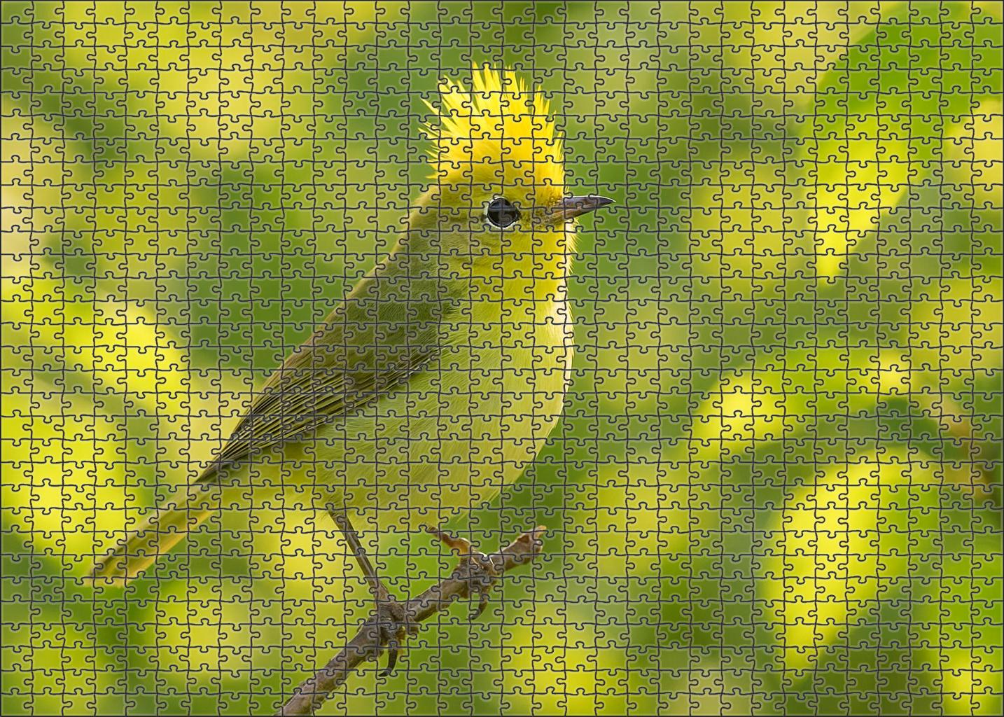 Golden-crested Warbler Tiny Crowned Songster 50 Piece Puzzle