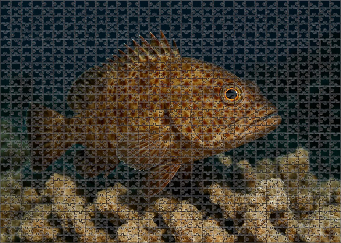Bronze-spotted Reef Hawkfish Agile Perch With Patterned Body And Keen Eyes Mini Puzzle