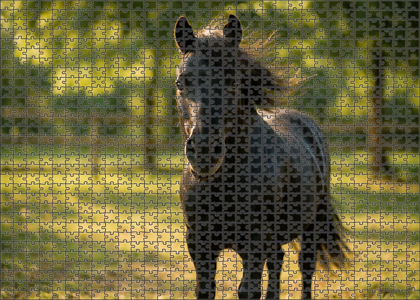 Sable Whisper Pony Large Format Puzzle