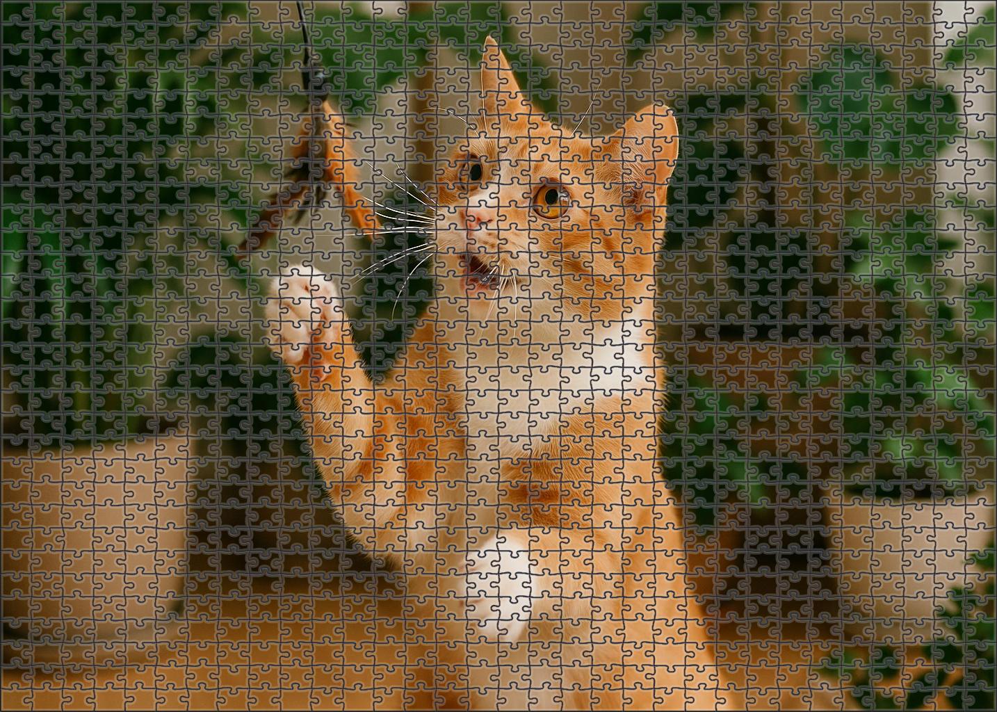 Amber Tide Soft Orange And Cream Bi-color Shorthaired With Cheerful Spirit 200 Piece Puzzle