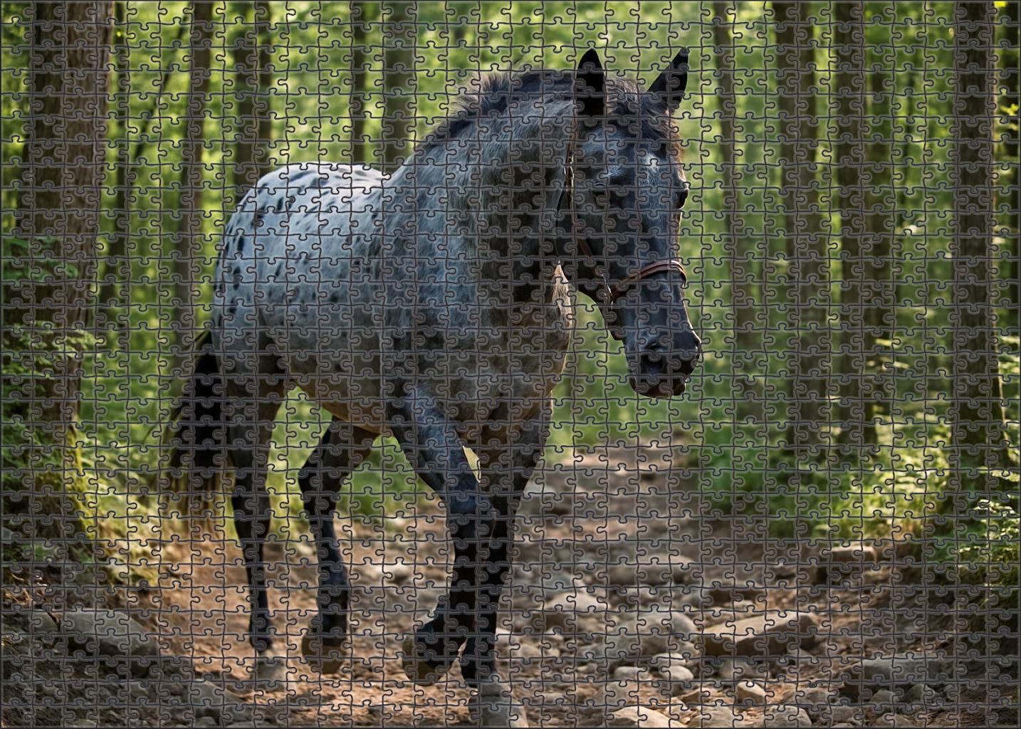 Storm Rider Steely Blue Roan Appaloosa Gelding With Surefooted Trail Talent 50 Piece Puzzle