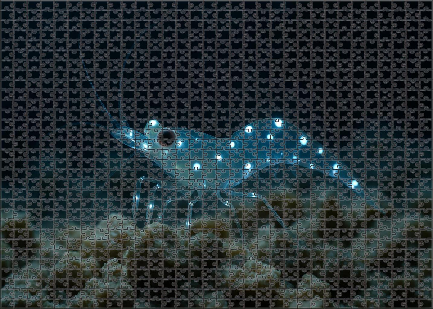 Pearl-spotted Lantern Shrimp 300 Piece Puzzle