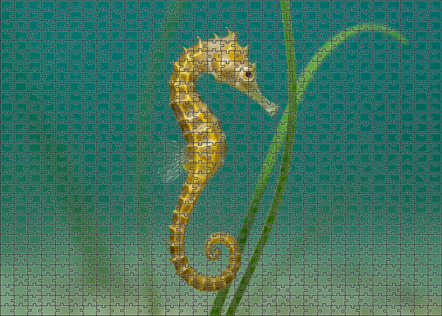 Golden-banded Seahorse 20 Piece Puzzle
