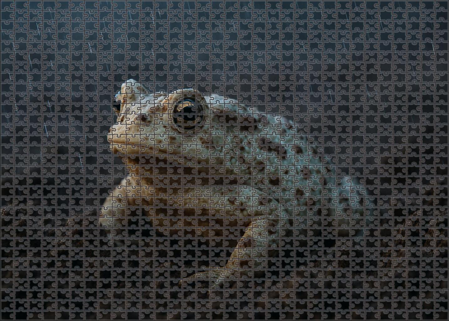 Ivory Mottled Toad Amphibian With Distinctive Spotting And Burrowing Tendencies Custom Jigsaw Puzzle