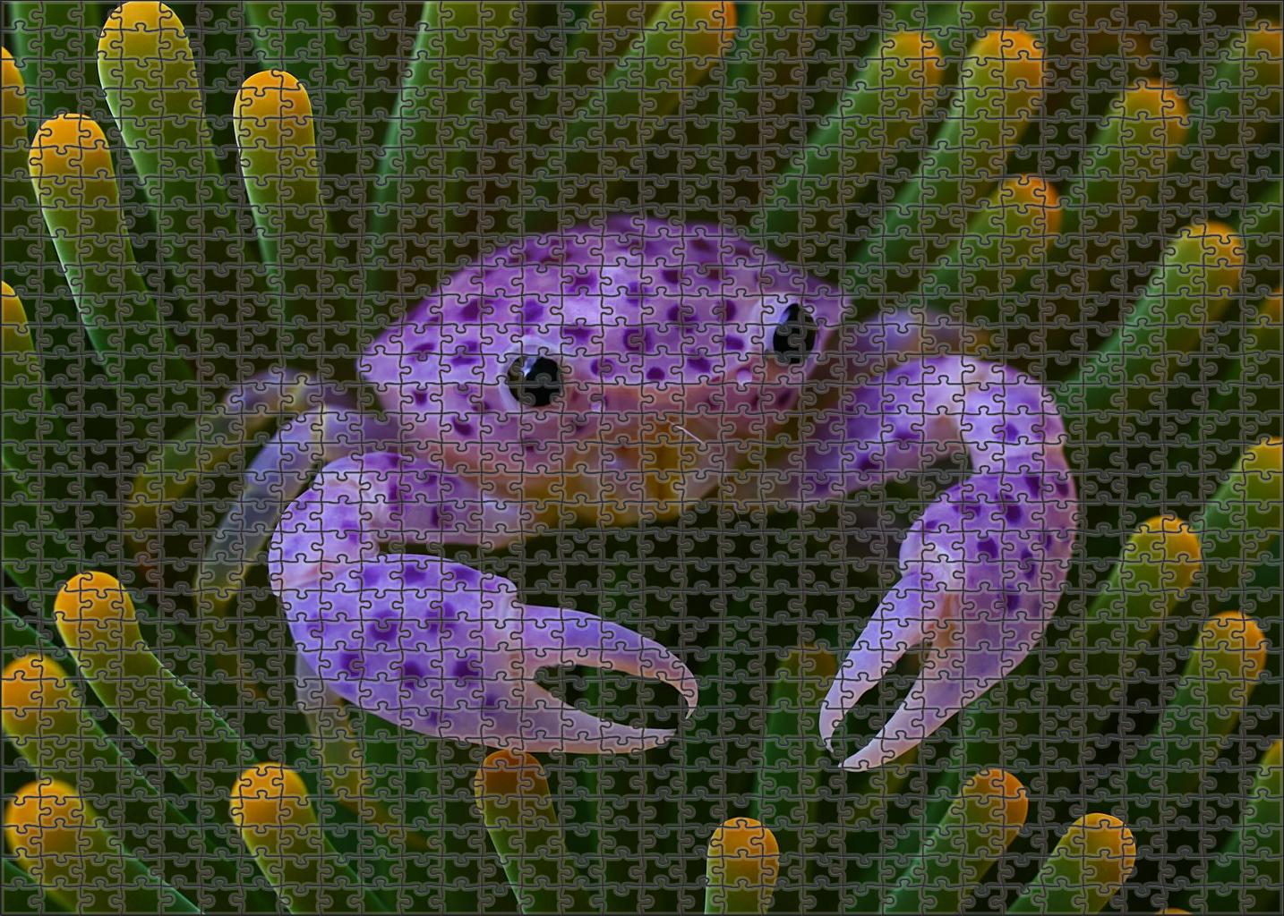 Violet Spotted Anemone Crab Camouflaged Symbiont With Delicate Claws Mini Puzzle