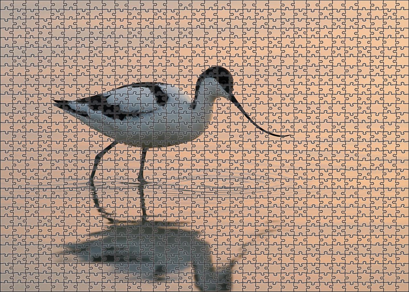 Pied Avocet Graceful Wader Of Shallow Waters Family Puzzles