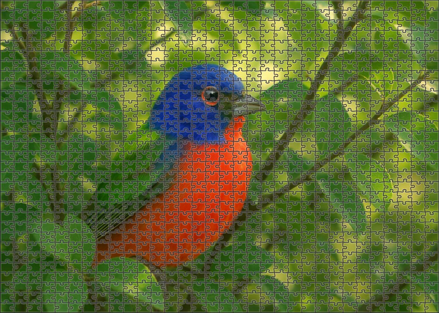 Painted Bunting The Rainbow Songbird Large Format Puzzle