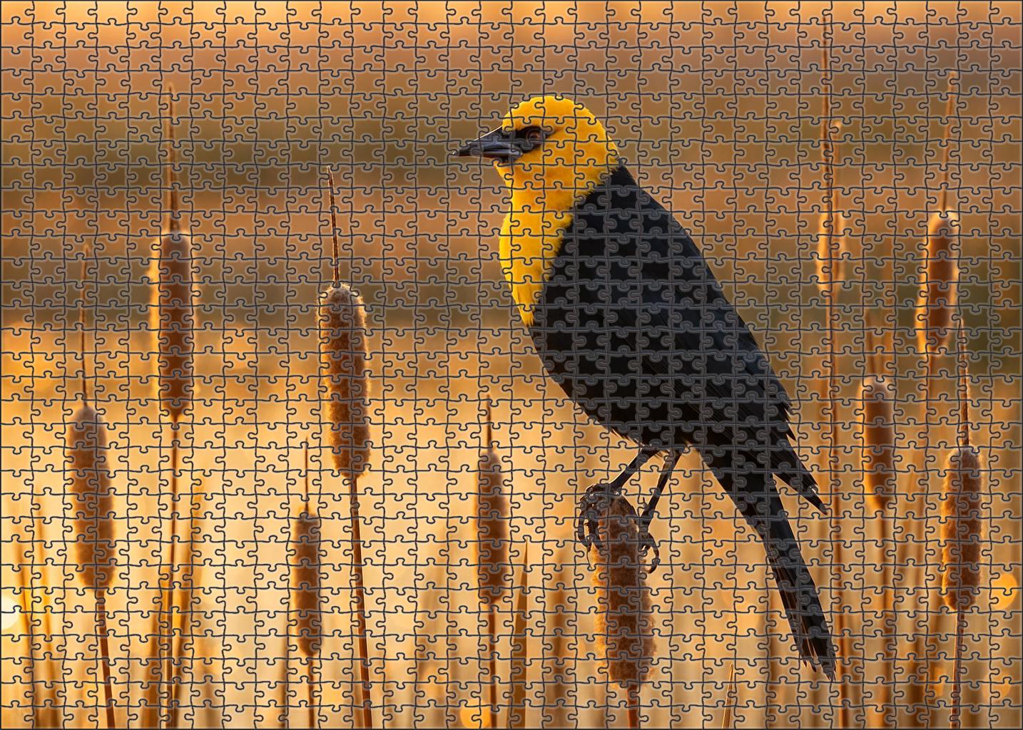 Yellow-headed Blackbird Marshland Voice Puzzle Fun