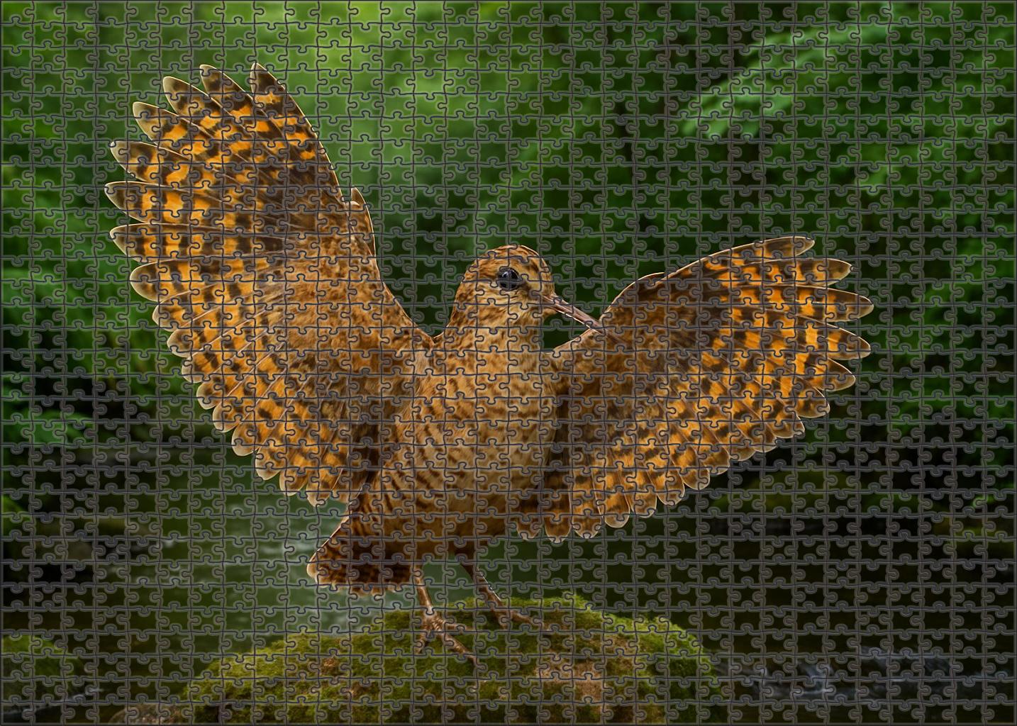 Sunbittern Patterned Dancer Of Riparian Forests Family Puzzles