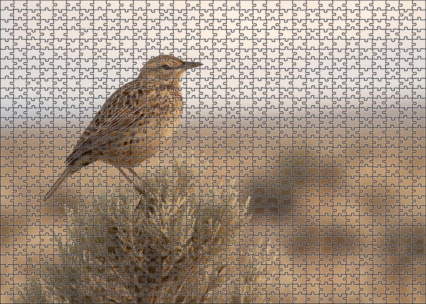Sage Thrasher The Desert Song Specialist Puzzle Challenge