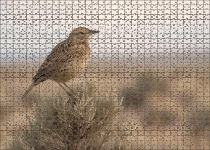 Sage Thrasher The Desert Song Specialist Puzzle Challenge