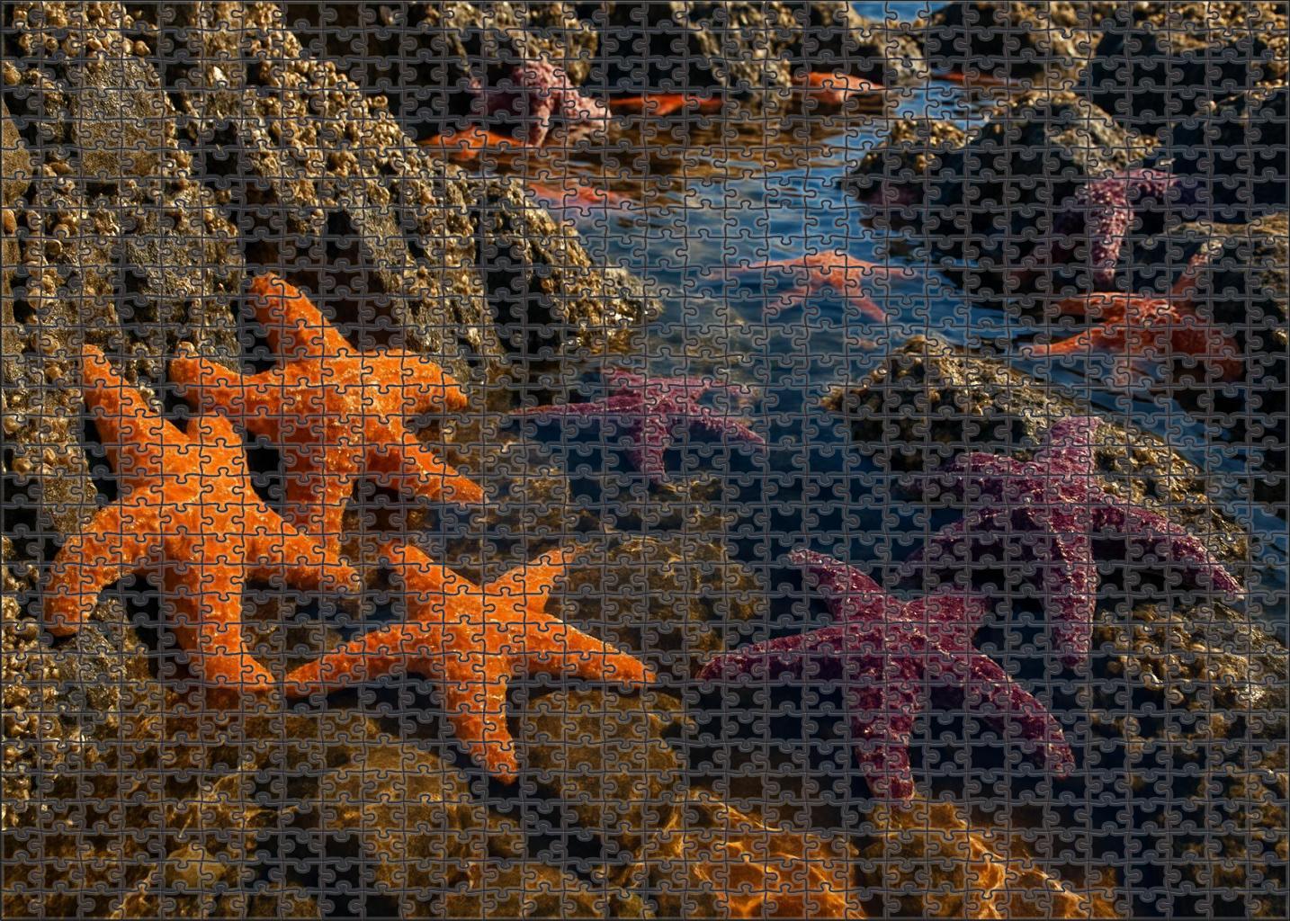 Golden Tide Pools Sun-warmed Rocky Basins Brimming With Life Challenging Puzzles