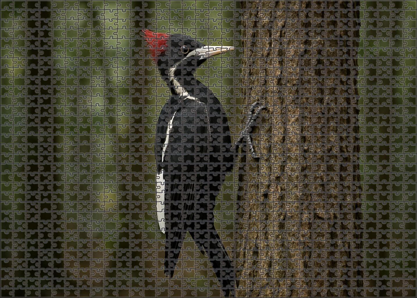 Ivory-billed Woodpecker The Elusive Giant Premium Puzzle Pieces