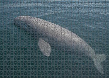 Dusky Fin Whale Calf Gentle Giant In Early Growth Family Puzzles
