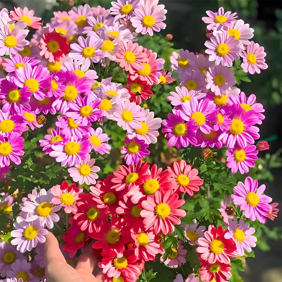 Pyrethrum Daisy Seeds For Natural Garden