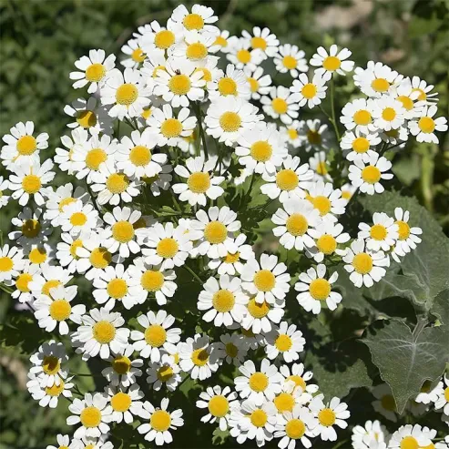 Pyrethrum Daisy Seeds For Natural Garden