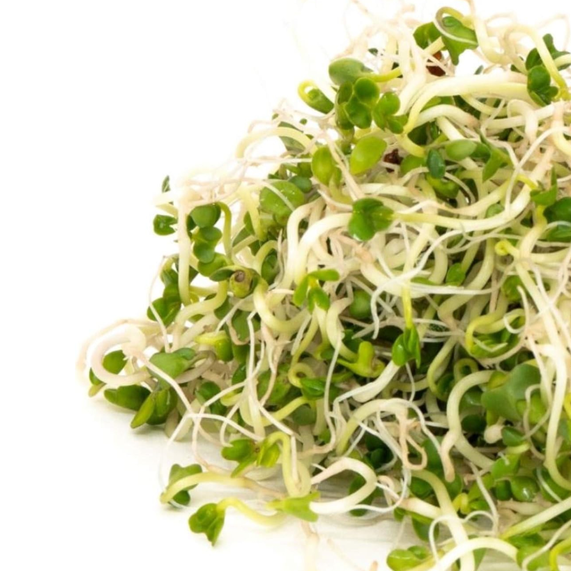 Organic broccoli seeds to germinate (Brocoli), Mumm's, large format - 200 grams, non-GMO - High germination rate