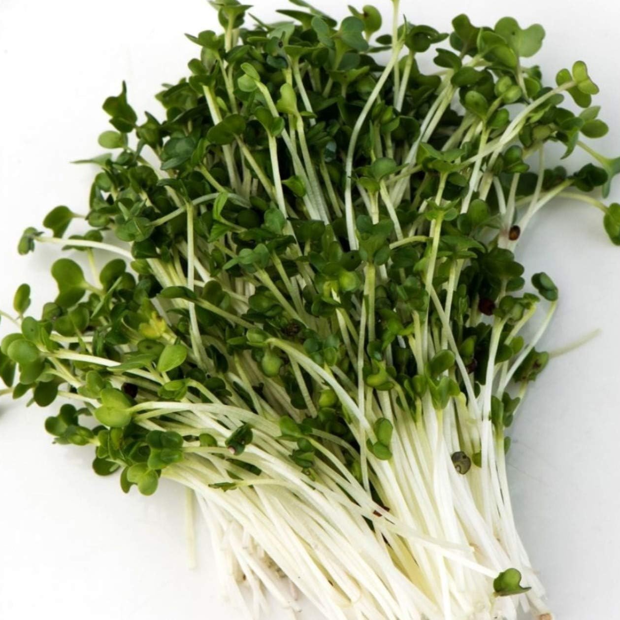 Organic broccoli seeds to germinate (Brocoli), Mumm's, large format - 200 grams, non-GMO - High germination rate