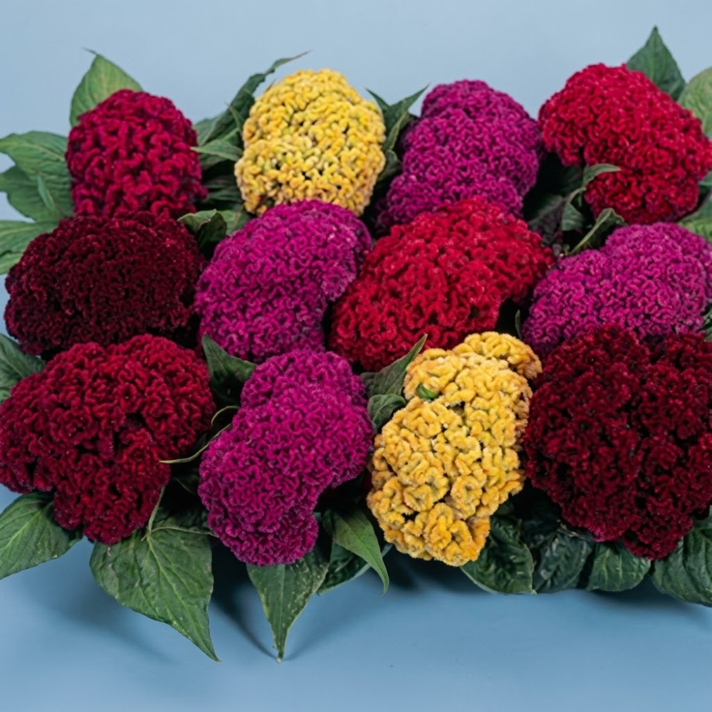 500 Dwarf Mix Cockscomb Flower Seed Pack