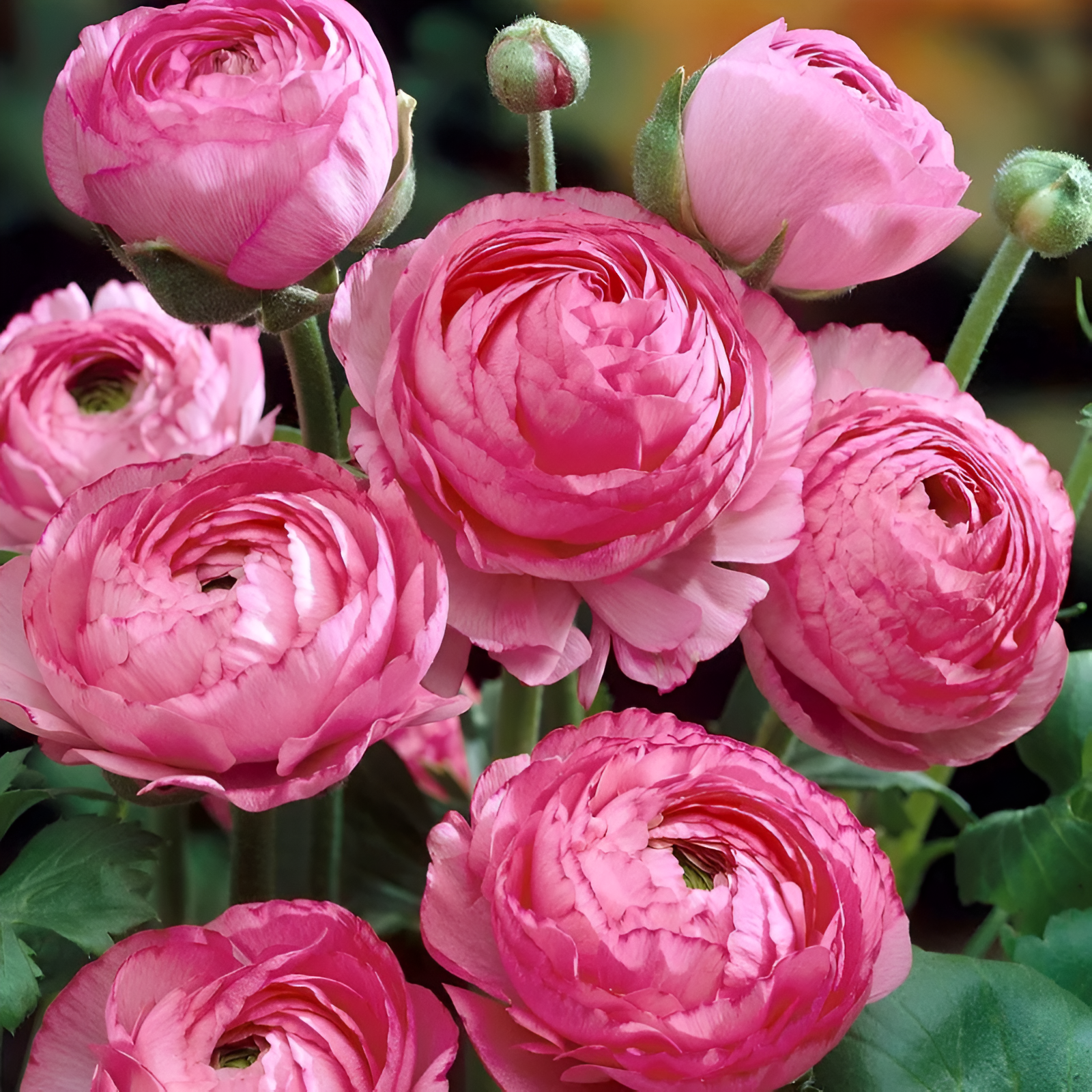 A Garden of Eternal Elegance