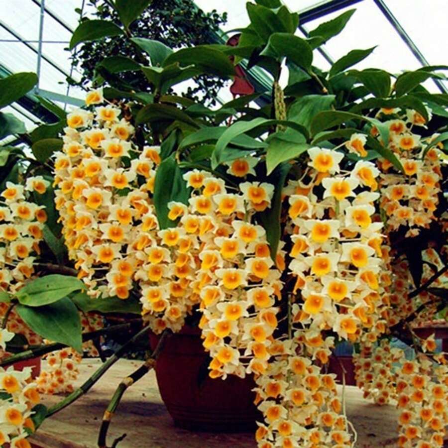 100 Pieces Creeping Grass Outdoor Indoor Plants Orchid Seeds 