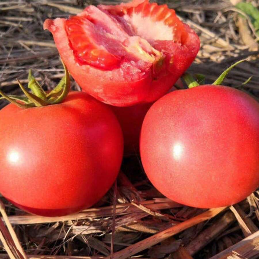 100 Pieces Of Early Girl Tomato Vegetable Seeds For Outdoor Home Garden