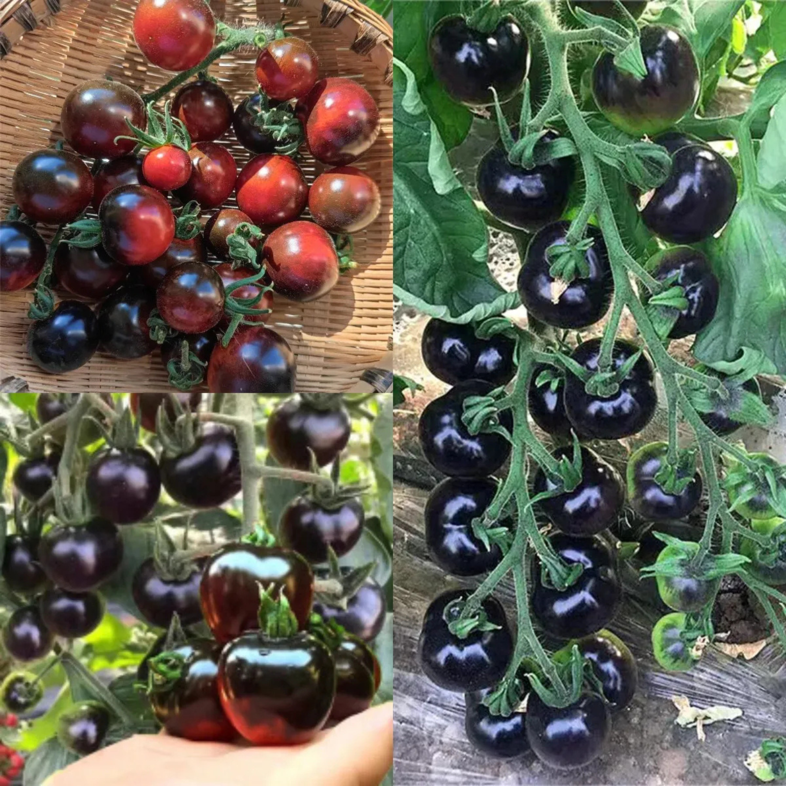 Black Tomato Garden Seeds For Gourmet Growing