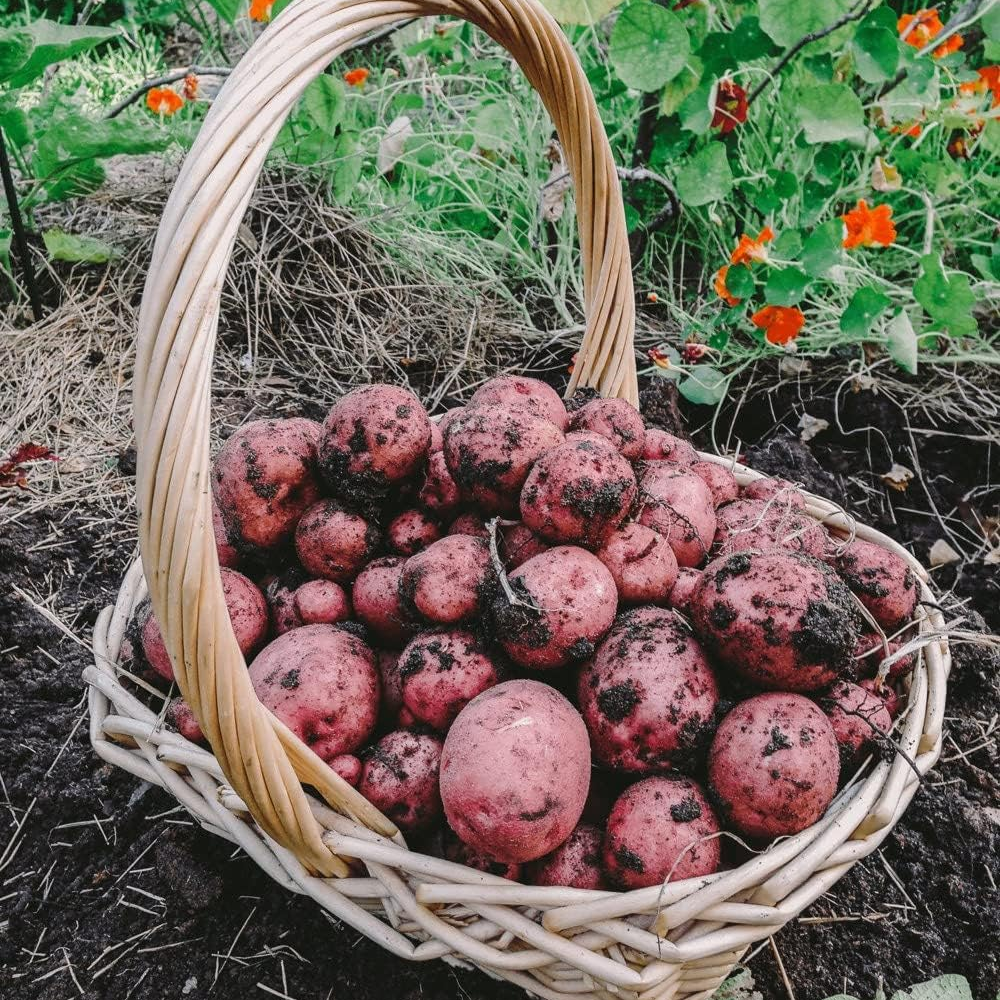 Pontiac Red Seed Potatoes