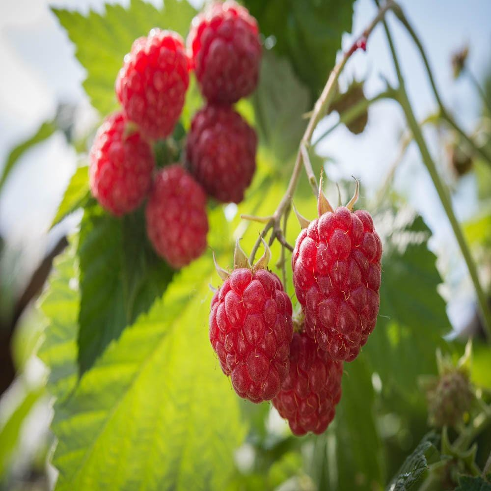 1 Heritage - Red Raspberry Plant