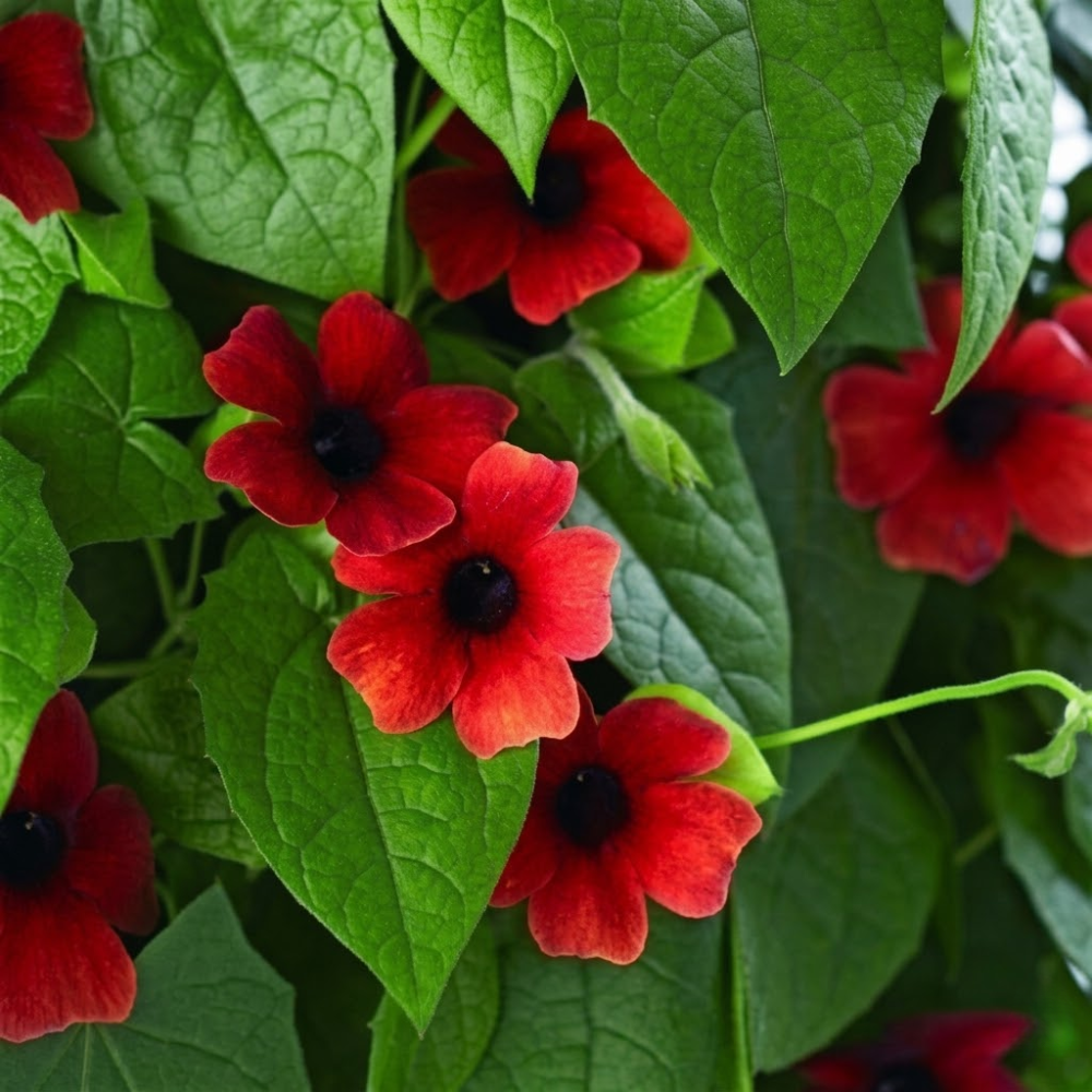 Fresh 10Pcs Thunbergia Flower Seeds for Planting Red